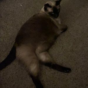 Meet your Posher, Steve